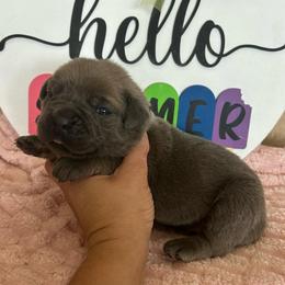 Black collar - Gray and fawn male Cane Corso puppy in Tucson, Arizona from Cane Corso Friends