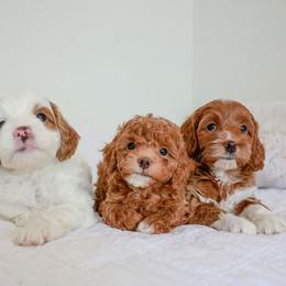 Goldendoodle Puppies from K Farm Doodles