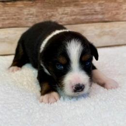 Willow - Black tri female Miniature Australian Shepherd puppy in Midway, Texas from L Bar W Aussie Ranch