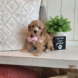 F1B Meet Sylvia :) - Apricot female Cavapoo puppy in Centerville, Iowa from Barnyard Dachshunds, Dals & Doodles