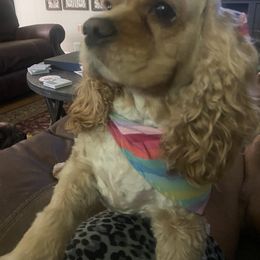 Cocker Spaniel All Grown Up from Trulove Cocker Spaniels