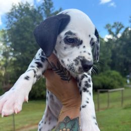 Kiwi - White and black female Dalmatian puppy in Demorest, Georgia from Dixon Dalmatians