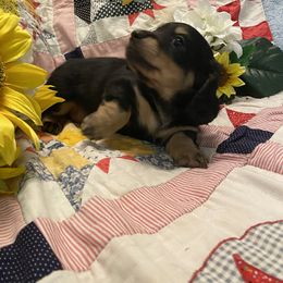 Dachshund Puppies from Alpine Meadow Dachshunds