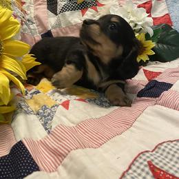 Dachshund Puppies from Alpine Meadow Dachshunds