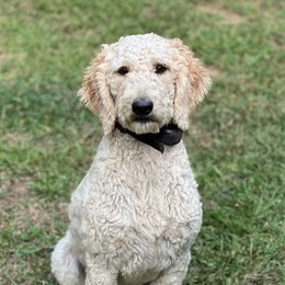 Lola - Goldendoodle