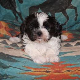 Blue and white boy - Blue and white male Shih Tzu puppy in Newark, Ohio from Gemini Kennels
