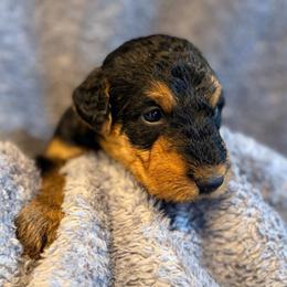 Orange aka Kobe - Black and tan male Airedale Terrier puppy in Mooresville, North Carolina from Farm 55