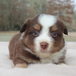 Clifford-1100 - Red tri-color male Australian Shepherd puppy in Star City, Arkansas from Blush & Lace Aussie Co.