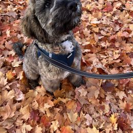 Saint Berdoodle Puppies from Big Paw Kennels