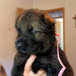 Helen - Sable female German Shepherd puppy in Winterport, Maine from Vom Stevens Old Fashioned German Shepherds