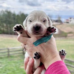 Mr. Green - Light golden male Golden Retriever puppy in Jasper, Tennessee from Suncoast Goldens