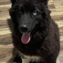 Siberian Husky Puppies from Star Blue Siberians