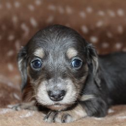 Cupcake - Blue and cream female Dachshund puppy in Roanoke, Alabama from 3B Doxies