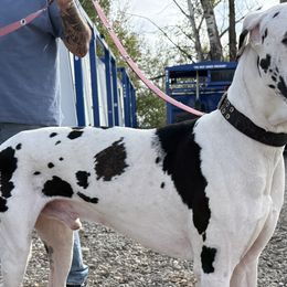 Great Danes from Noctua Kennels
