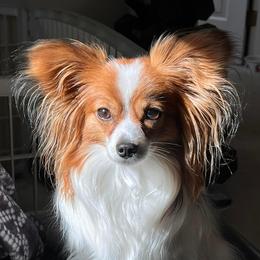Arya - Papillon