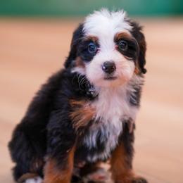 Echo - Tri-color male Bernedoodle puppy in Dundee, Ohio from Down Home Doodle