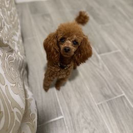 Ruby Farrah - Poodle