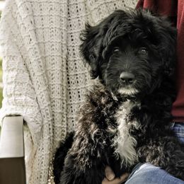 White Collar Girl - Black Assorted Doodle Crosses puppy in Hebron, Indiana from Duneland Doodles