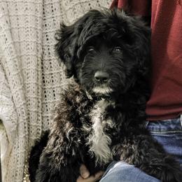 White Collar Girl - Black Assorted Doodle Crosses puppy in Hebron, Indiana from Duneland Doodles