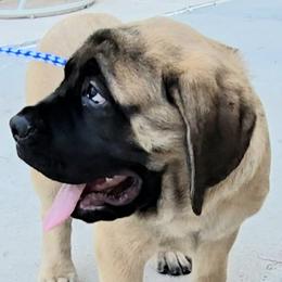 GREY YELLOW - Fawn female Mastiff puppy in Las Vegas, Nevada from Mike N.