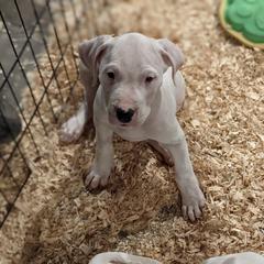 Dogo Argentino Puppies from De la Fuerza de Dios