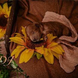 DJ - Apricot female Goldendoodle puppy in Syracuse, Utah from 2 Bros Doodles