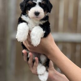 Disco Darlings - Boogie - Tri-color female Bernedoodle puppy in Charleston, South Carolina from Palm Belle Doodles