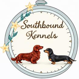 Dachshund puppies from Southbound Kennel