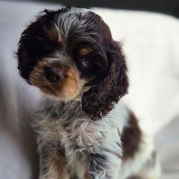 Blue - male Cocker Spaniel puppy in Jenks, Oklahoma from Northstar Shih Tzu