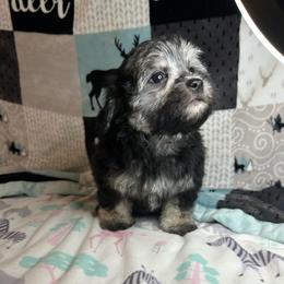 Cam'ron - Black & tan male Maltipoo puppy in Clover, South Carolina from Cudi’s Buddies
