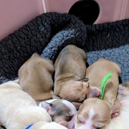 Dachshund Puppies from Ferrario Dachshunds