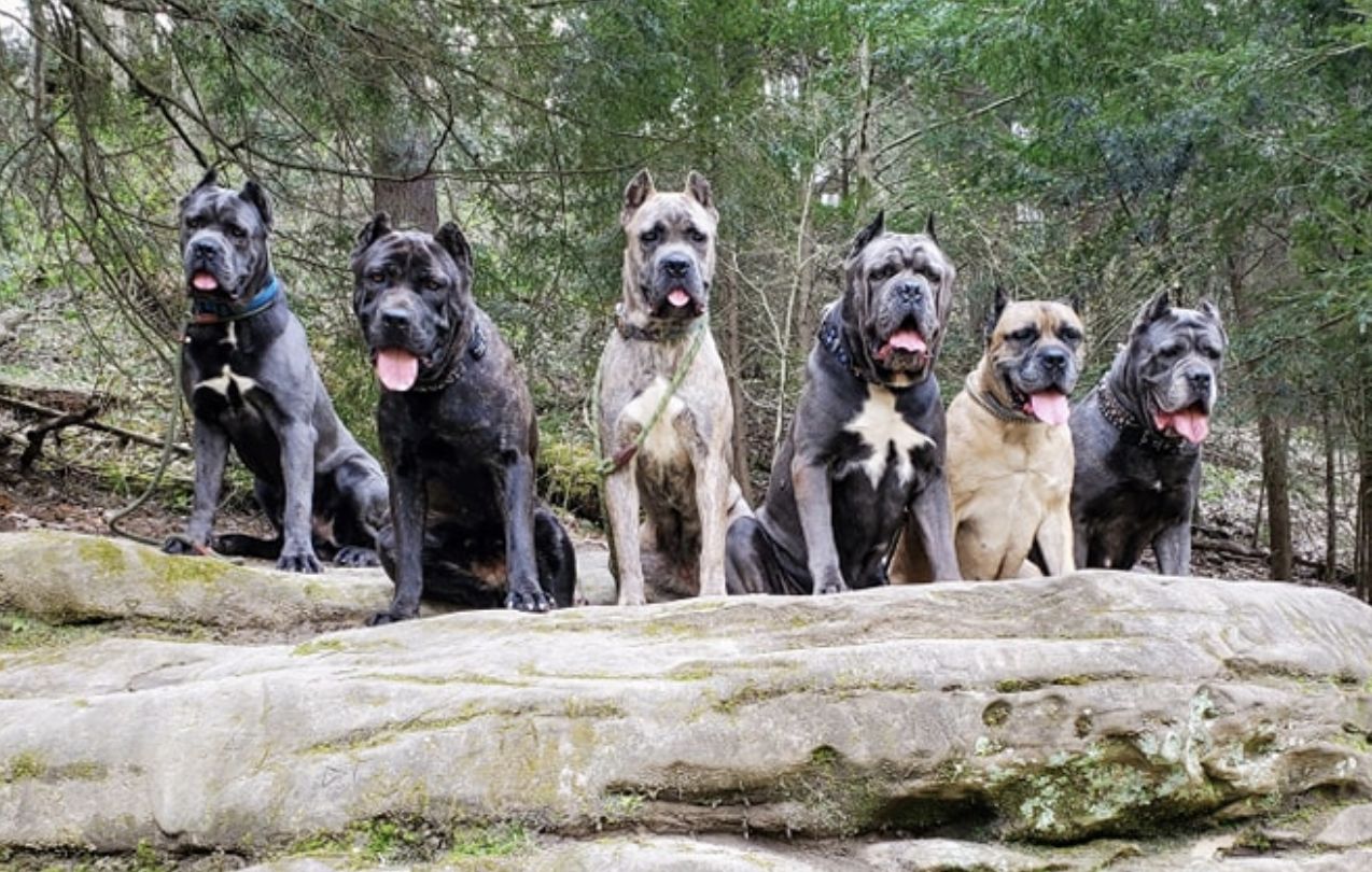 Casanova cane sale corso