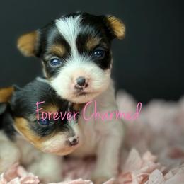 Girl 3 - Black tan and white female Biewer Terrier puppy in Lathrop, California from Forever Charmed