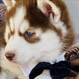 Phoenix (nix) - Red and white male Siberian Husky puppy in Atlanta, Georgia from Lobban Huskies