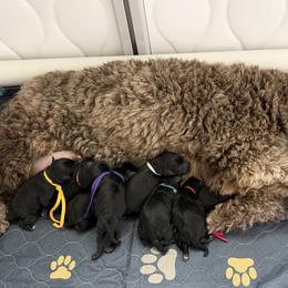 Yellow - Black female Schnoodle puppy in Saint Augustine, Florida from Gunnie Luv, LLC