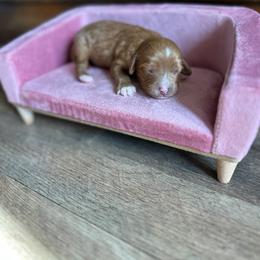 Cash - Red male Cavapoo puppy in Thorndale, Texas from Hattie’s Texas Cavapoos