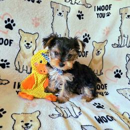 Bean - Black and gold male Yorkshire Terrier puppy in Nitro, West Virginia from Kathryn's Yorkies