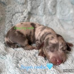 Sugar cookie - Dapple male Dachshund puppy in New Mexico from Long Dog Ranch