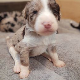 Bordoodle Puppies from Brisby Bordoodles
