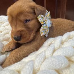 Golden Retriever Puppies from Bigfoot Goldens AKC Registered Dark Red