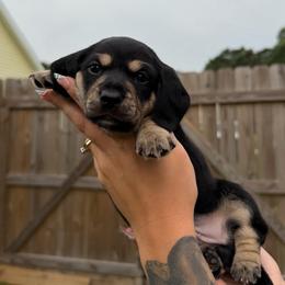 Jeremiah - Black and cream male Dachshund puppy in Rockwell, North Carolina from Lucy’s Mini Doxies