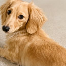 Dachshunds from Dreamy Creamy Doxies