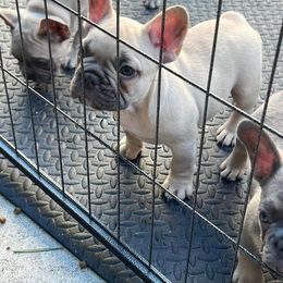 Boy 2 - French Bulldog puppy in Florida from Beyond Blessed Breeding