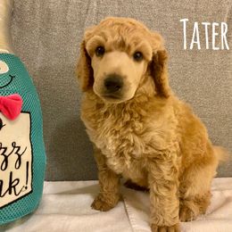 Poodle Puppies from Cosmic Caliber Standard Poodles