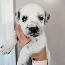 Beanie Baby - White and black male Dalmatian puppy in Gray, Georgia from Fuller Spots