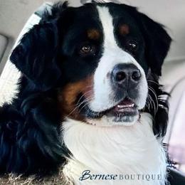 Odin - Bernese Mountain Dog