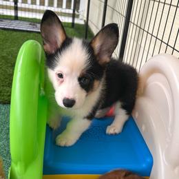 Brooks - Black and white male American Corgi puppy in Waskom, Texas from Piney Woods Corgis