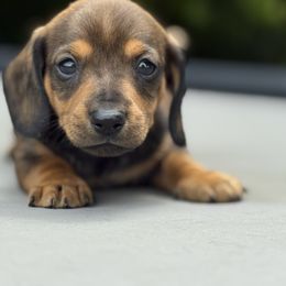 Boy 2 - Red male Dachshund puppy in Montrose, Michigan from Livy’s Doodles