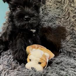 Miniature Schnauzer Puppies from BirBrie's Babies