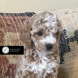 Rosie - Cream female Poodle puppy in Lance Creek, Wyoming from CK Poodles LLC